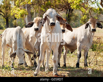 Young Brahman Herde auf Ranch Australian Fleischrinder Stockfoto