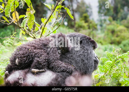 VOLCANOES-Nationalpark, Ruanda A Baby Mountain Gorilla (Gorilla Berengei Berengei) klammert sich an seine Mutter zurück. Stockfoto