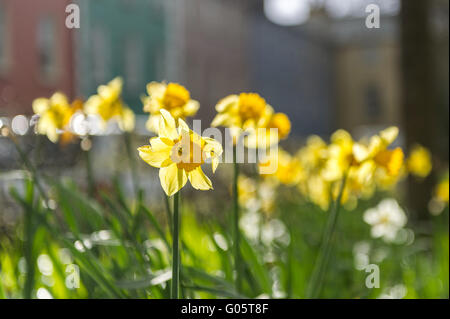 Narzissen im Sonnenlicht Stockfoto