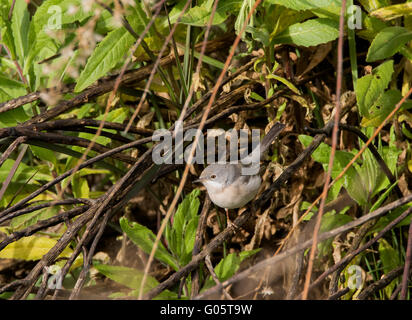 Weibliche subalpinen Grasmücke Sylvia Albistriata östliche Rasse Anarita Zypern Stockfoto