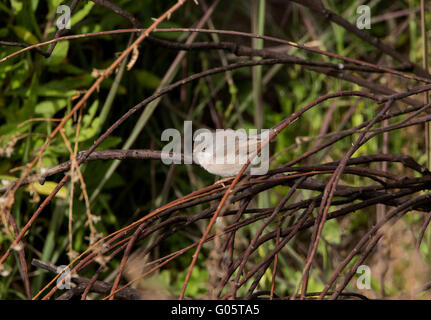 Weibliche subalpinen Grasmücke Sylvia Albistriata östliche Rasse Anarita Zypern Stockfoto