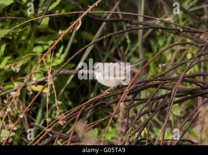 Weibliche subalpinen Grasmücke Sylvia Albistriata östliche Rasse Anarita Zypern Stockfoto