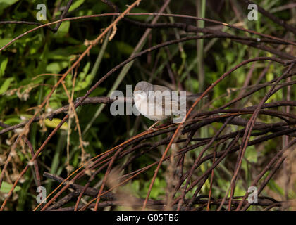 Weibliche subalpinen Grasmücke Sylvia Albistriata östliche Rasse Anarita Zypern Stockfoto