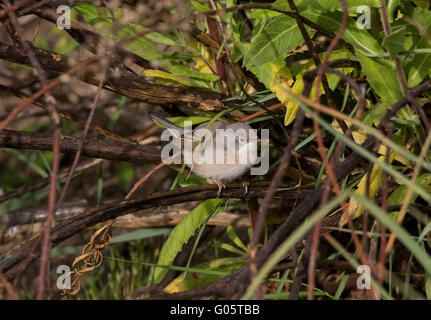 Weibliche subalpinen Grasmücke Sylvia Albistriata östliche Rasse Anarita Zypern Stockfoto