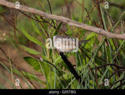 Weibliche subalpinen Grasmücke Sylvia Albistriata östliche Rasse Anarita Zypern Stockfoto