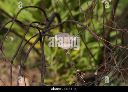 Weibliche subalpinen Grasmücke Sylvia Albistriata östliche Rasse Anarita Zypern Stockfoto