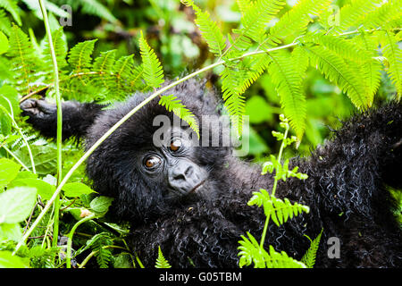 VOLCANOES-Nationalpark, Ruanda Säugling Berggorillas (Gorilla Berengei Berengei) im Lebensraum. Auf der IUCN roten Liste gefährdet. Stockfoto