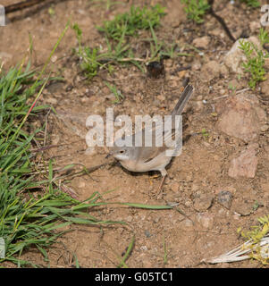 Weibliche subalpinen Grasmücke Sylvia Albistriata östliche Rasse Anarita Zypern Stockfoto