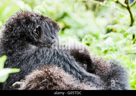 VOLCANOES-Nationalpark, Ruanda Berggorilla von Säugling Blick aus den Armen Mutter. Stockfoto