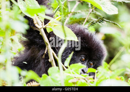 VOLCANOES-Nationalpark, Ruanda junge Berggorilla hängen von Baum im Lebensraum Stockfoto