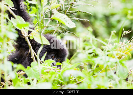 VOLCANOES-Nationalpark, Ruanda junge Berggorilla hängen von Baum im Lebensraum Stockfoto