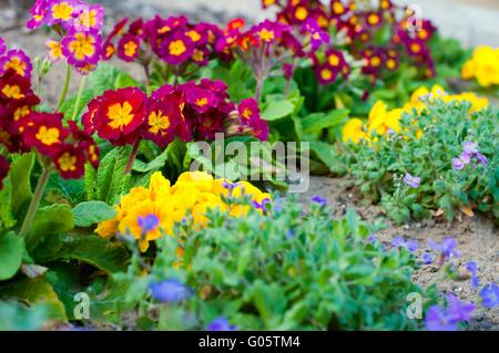 Verschiedene blühende Frühling Primeln in bunten Flower Bed Stockfoto