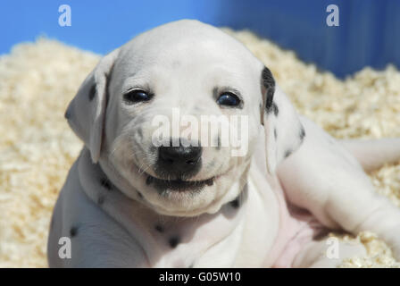 Dalmatiner Welpen ist alles Lächeln, vier Wochen alt Stockfoto