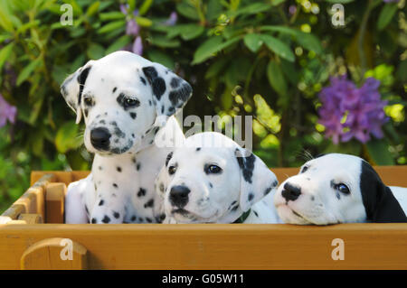 Drei Dalmatiner Welpen, 5 Wochen alt Stockfoto