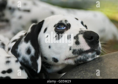 Dalmatiner Welpen, 7 Wochen alt, portrait Stockfoto