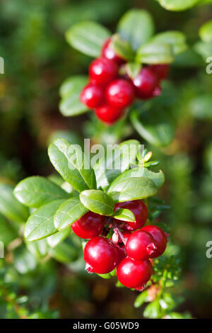 Wald-Preiselbeeren Busch von reifen Beeren. ein paar rote Beeren Stockfoto