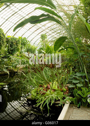 Exotische Vegetation in den Gewächshäusern von Serres d ' Auteuil, Paris Stockfoto