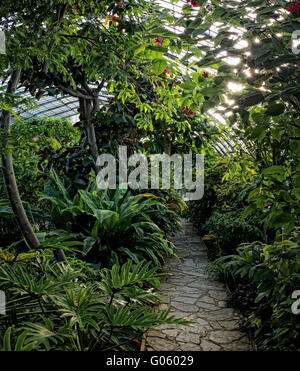 Exotische Vegetation in den Gewächshäusern von Serres d ' Auteuil, Paris Stockfoto