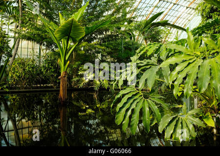 Exotische Vegetation in den Gewächshäusern von Serres d ' Auteuil, Paris Stockfoto