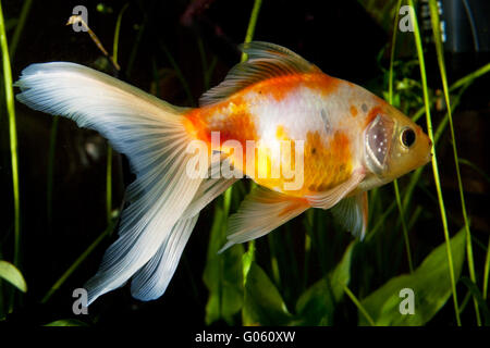 Goldfisch, isoliert auf weiss mit Wasserblasen Stockfoto