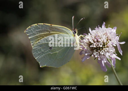 Gonepteryx Cleopatra Cleopatra auf Witwenblume Blüte Stockfoto