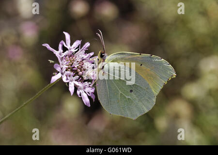 Gonepteryx Cleopatra Cleopatra auf Witwenblume Blüte Stockfoto