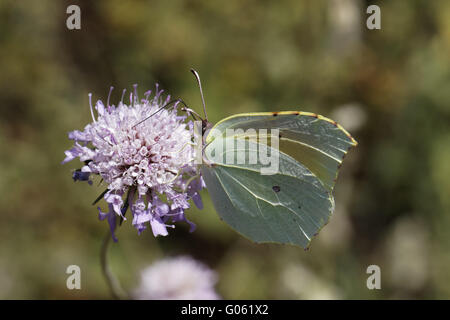 Gonepteryx Cleopatra Cleopatra auf Witwenblume Blüte Stockfoto