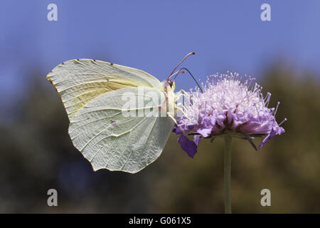 Gonepteryx Cleopatra Cleopatra auf Witwenblume Blüte Stockfoto