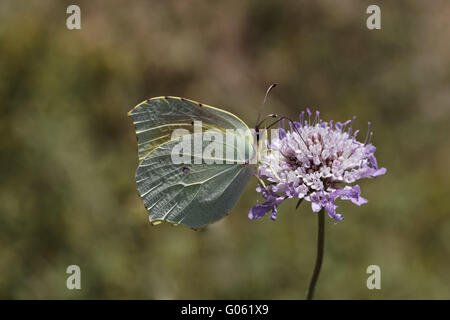 Gonepteryx Cleopatra Cleopatra auf Witwenblume Blüte Stockfoto