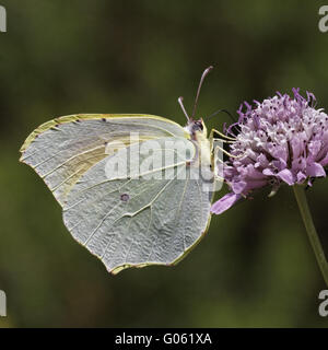 Gonepteryx Cleopatra Cleopatra auf Witwenblume Blüte Stockfoto