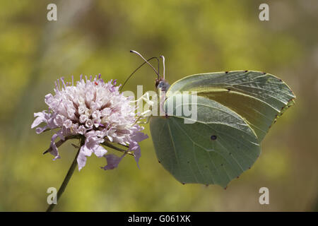 Gonepteryx Cleopatra Cleopatra auf Witwenblume Blüte Stockfoto