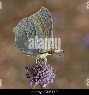 Gonepteryx Cleopatra Cleopatra auf Witwenblume Blüte Stockfoto