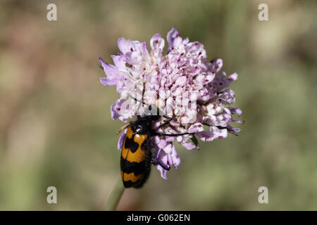 Mylabris Polymorpha, Blister Beetle Öl Käfer Stockfoto