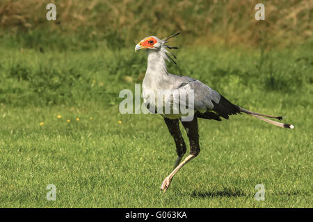 Vogel der Sekretär (Sagittarius Serpentarius) auf der R Stockfoto