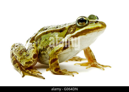 Rana Esculenta. Grün (Europäische oder Wasser) Frosch auf weißem Hintergrund. Stockfoto