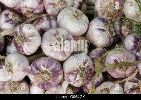 Frischer Knoblauch aus der Provence, Südfrankreich Stockfoto