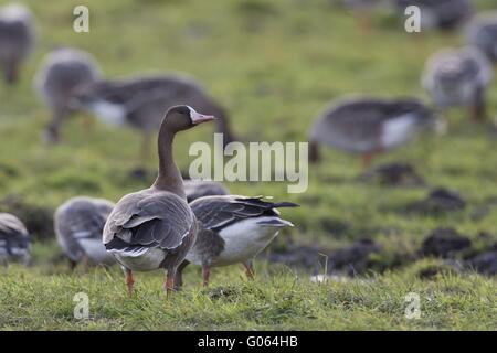 Weiß – Anser Gans Stockfoto