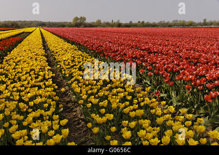 Tulpenfeld in der Nähe von Noordwijkerhout, Süd-Holland Stockfoto