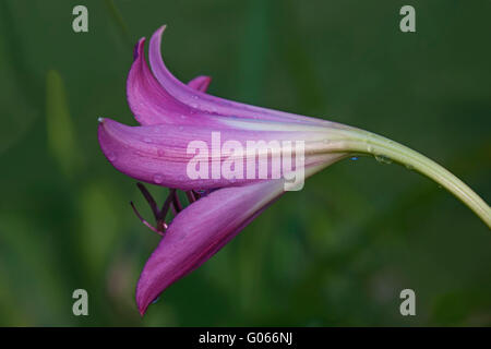 Sumpf Lilie Blume Stockfoto