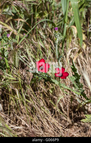 lateinischen Linum Grandiflorum var. rubrum Stockfoto