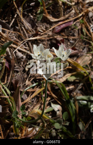 Ornithogalum arabicum Stockfoto