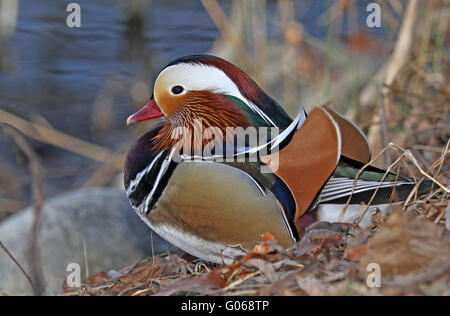 Mandarin Ente Stockfoto