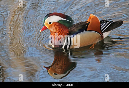 Mandarin Ente Stockfoto