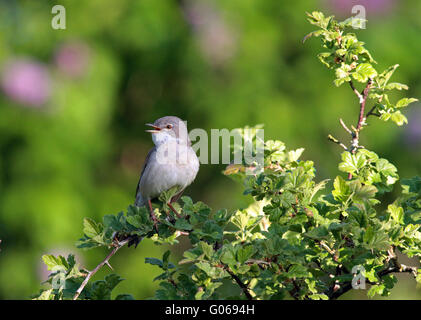 Gewöhnlicher Weißkehlchen, Curruca communis Stockfoto