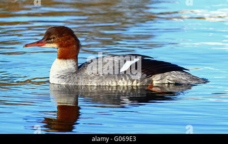 Gewöhnlicher Schwimmer, Gänsehaut, Weibchen, Schwimmen Stockfoto
