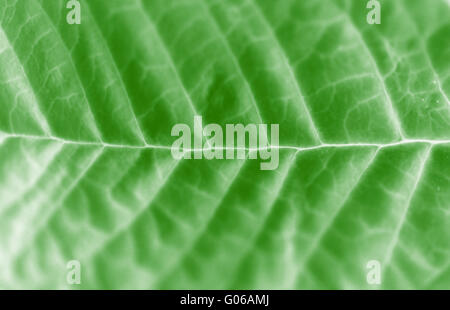 Blatt Makro abstrakt Stockfoto