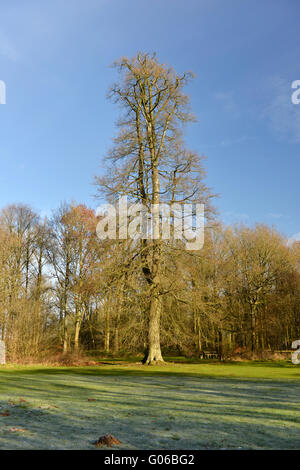 Buche im Winter, Savernake Wald, Wiltshire. Buche Fagus Sylvatica, Fagaceae Stockfoto
