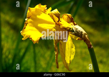 Narzisse Narcissus Blume verblassen tot Stockfoto