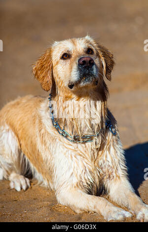 Golden Retriever Stockfoto