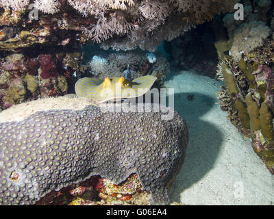 Bluespotted Ribbontail Strahl Stockfoto